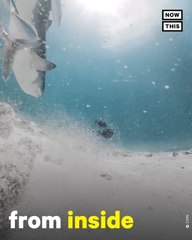 Tiger Shark Bites Diver’s Camera