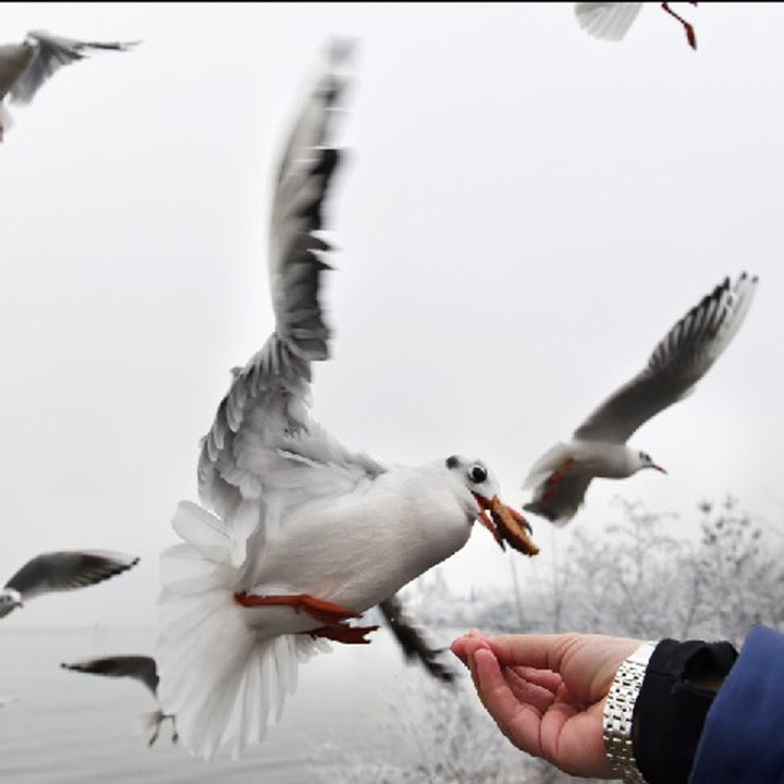 Sind Möwen etwa außerirdische Spione?