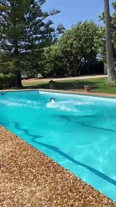 Jack Russel Pool Long Jump