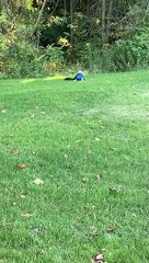 Cat Pounces on One-Year-Old Child