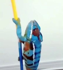 Şahan Gökbakar bukalemun paylaşımıyla kırıp geçirdi