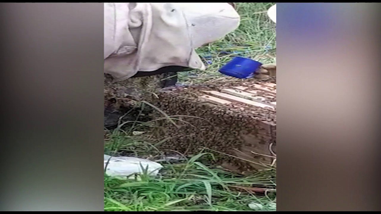Defesa Civil realiza retirada de enxame de abelhas em lote no Alto Alegre