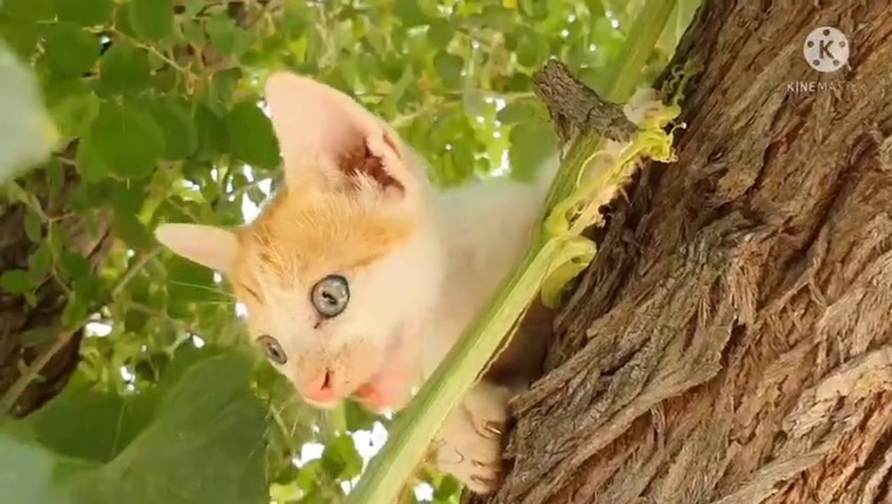 Cute cat funny video -3-480p