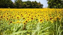 Guerre en Ukraine : Vous avez des terres en friche ? Et si vous les mettiez en culture sans trop vou