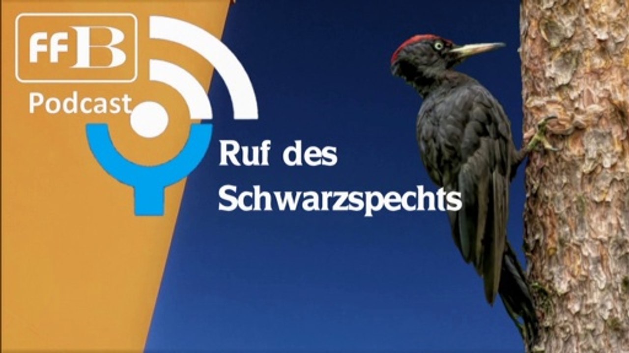 FFB-Podcast: "Ruf des Schwarzspechts"