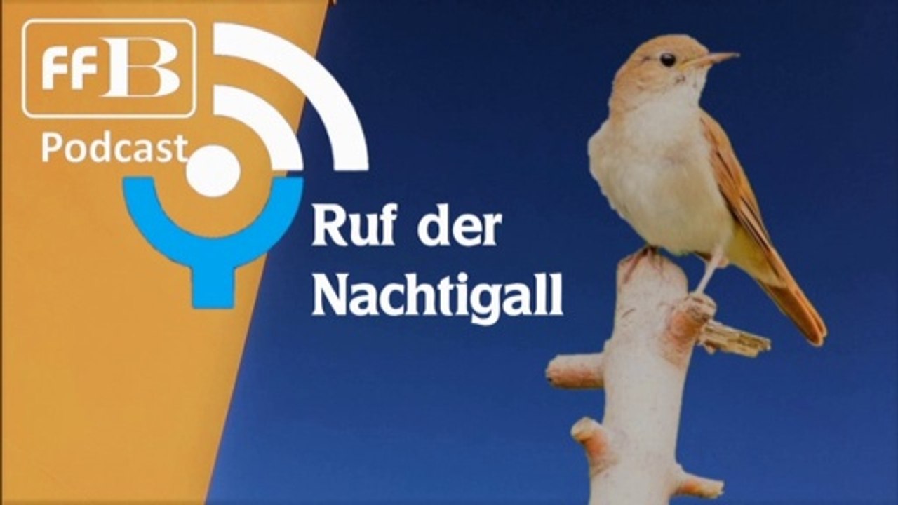 Ruf der Nachtigall