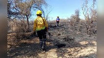 Van 365 quemas forestales y en baldíos en Vallarta este año | CPS Noticias Puerto Vallarta
