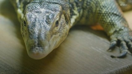 New Study Reveals Many Reptiles Face High Risk of Extinction