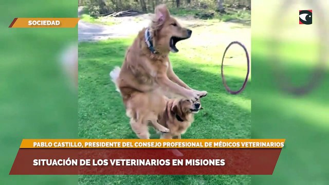 Situación de los veterinarios en Misiones