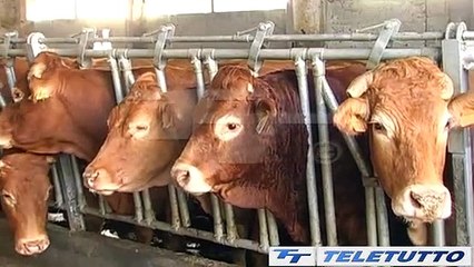 Video News - LA CRISI COLPISCE LE STALLE