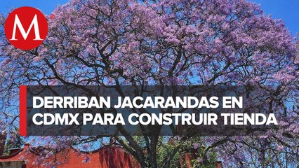 En CdMx, denuncian el derribo de árboles de jacaranda
