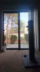 Otto the Cat Climbs up Screen Door