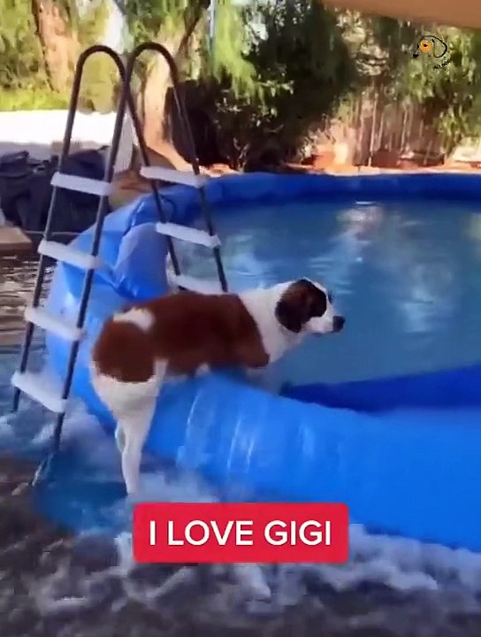 Unbelievable!!! Funny Dog Videos Try Not To Laugh Part -4
