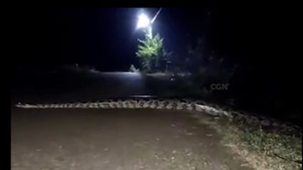 Vídeo: Sucuri gigante é flagrada atravessando estrada no Distrito de São João, na Ponte Molhada