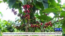 Productores de Café preocupados ante baja cosecha del aromático en Lempira