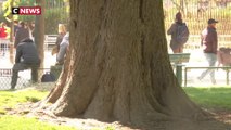 Paris : Les arbres centenaires seront-ils détruits pour les Jeux Olympiques ?