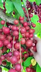 Fruits Best Oddly Satisfying Video for Stress Relief #Shorts