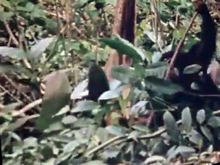 Life on Earth S01 E13