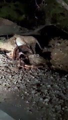 जंगल से निकल कुशालीपुरा गेट के पास आया पैंथर