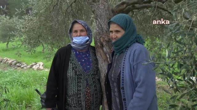 Enerji ve Tabii Kaynaklar Bakanlığı, Zeytinlikleri Madenciliğe Açan Yönetmeliği Savundu: Her Maden İşletme Faaliyetinin Kimyevi Atık Bırakacağının,...