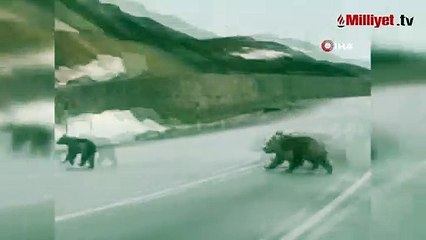 Kış uykusundan uyanan ayılar kara yoluna indi