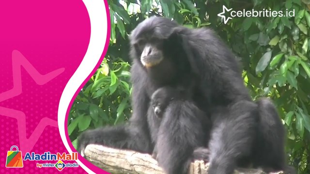 Sambut Libur Lebaran, Taman Wisata Lembah Hijau Sambut Kelahiran Bayi Siamang