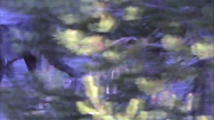 Pack Life At Yellowstone National Park White Wolf Part 2