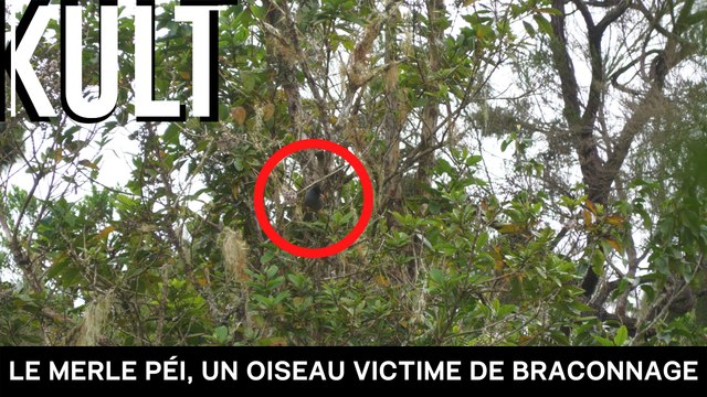Le merle péi, un oiseau victime de braconnage