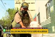 Bulldog Max que fue maltratado por su dueño irá a albergue del municipio de Lima