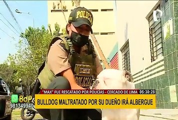 Bulldog Max que fue maltratado por su dueño irá a albergue del municipio de Lima