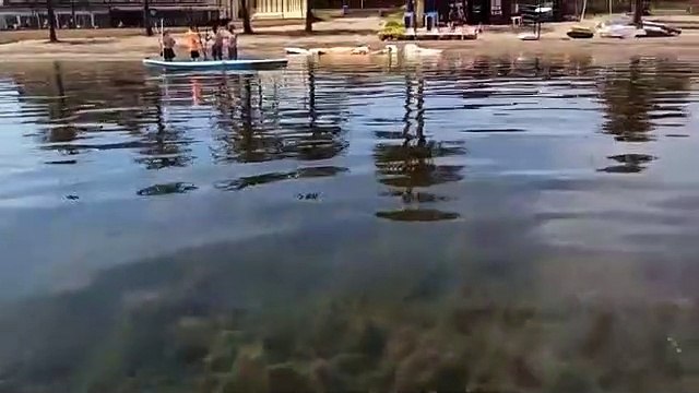 El alga cabello de ángel se está extendiendo por todo el ecosistema del Mar Menor por la elevada concentración de nutrientes del agua.