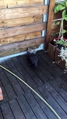 Une grande soif ou un jeu amusant