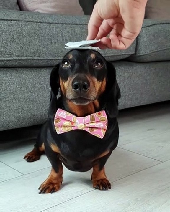 Sage comme une image pour les gâteries!