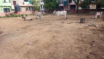 सार्वजनिक पार्को में ना बने वॉकिंग ट्रैक, ना लग सके झूले