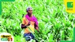 Kisan Bulletin - किसानों व ग्रामीणों के लिए बेहतर बाजार उपलब्ध कराएगा MAARS App, जल्द लॉन्च करेगी ITC कंपनी Agri News