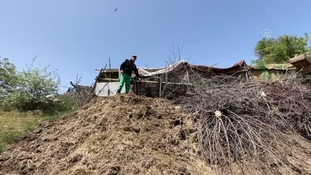 Ağıla giren kurtlar 11 küçükbaş hayvanı telef etti