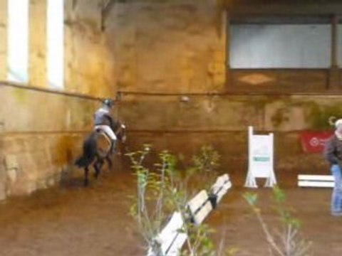 Etalons Poney Haras du PIn Mars 2008 LEOPARD DE MAHOUD 3