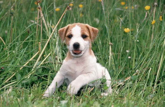 Jack Russell terriers are longest living pet dogs according to a research