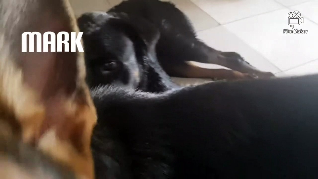 The Rottweiler And The German Shepherd can be best friends.