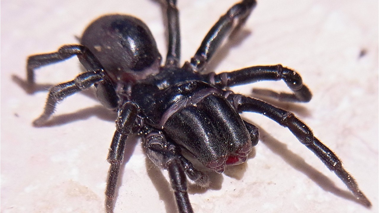 Quelles sont les mygales qui vivent en France ?