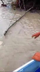 Mancing Ikan Lele Besar di Sungai Pakai Kapal Kecil Ternyata Ikan Baung