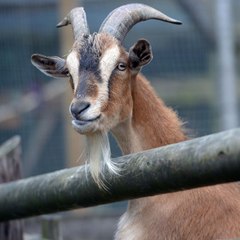 Ziegen erobern Stadt