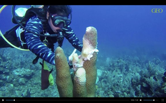 La peste blanche qui menace le corail, sous l'œil des scientifiques