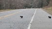 Mama Bear and Cubs Spotted on Road