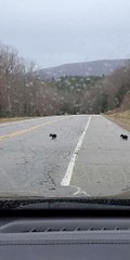 Mama Bear and Cubs Spotted on Road