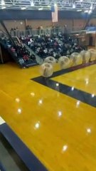 Human Bubble Balls Collide