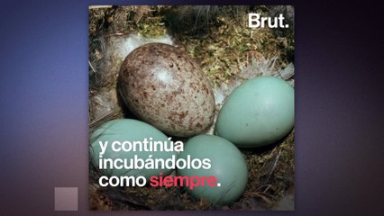 El cuco que tira los otros huevos del nido para sobrevivir