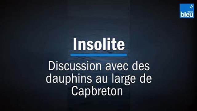 Insolite - Discussion avec des dauphins au large de Capbreton
