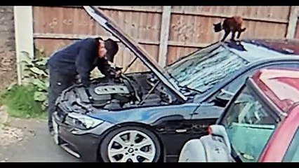 Quand ton chat t'aide à faire de la mécanique