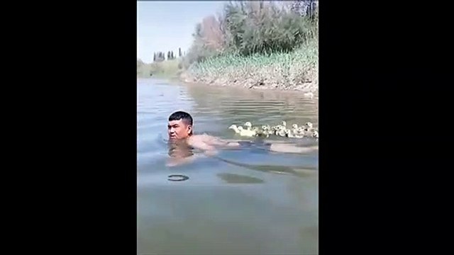 Ces canetons pensent avoir retrouvé leur papa...